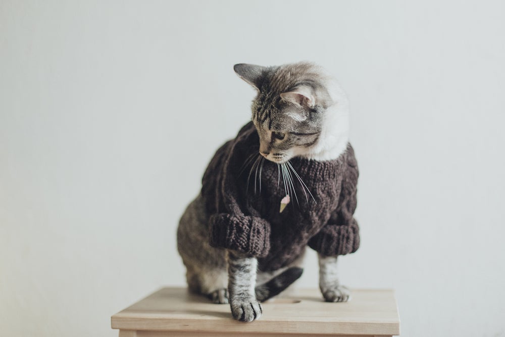 A roupa de gato faz toda a diferença na hora de cuidar dos felinos no inverno