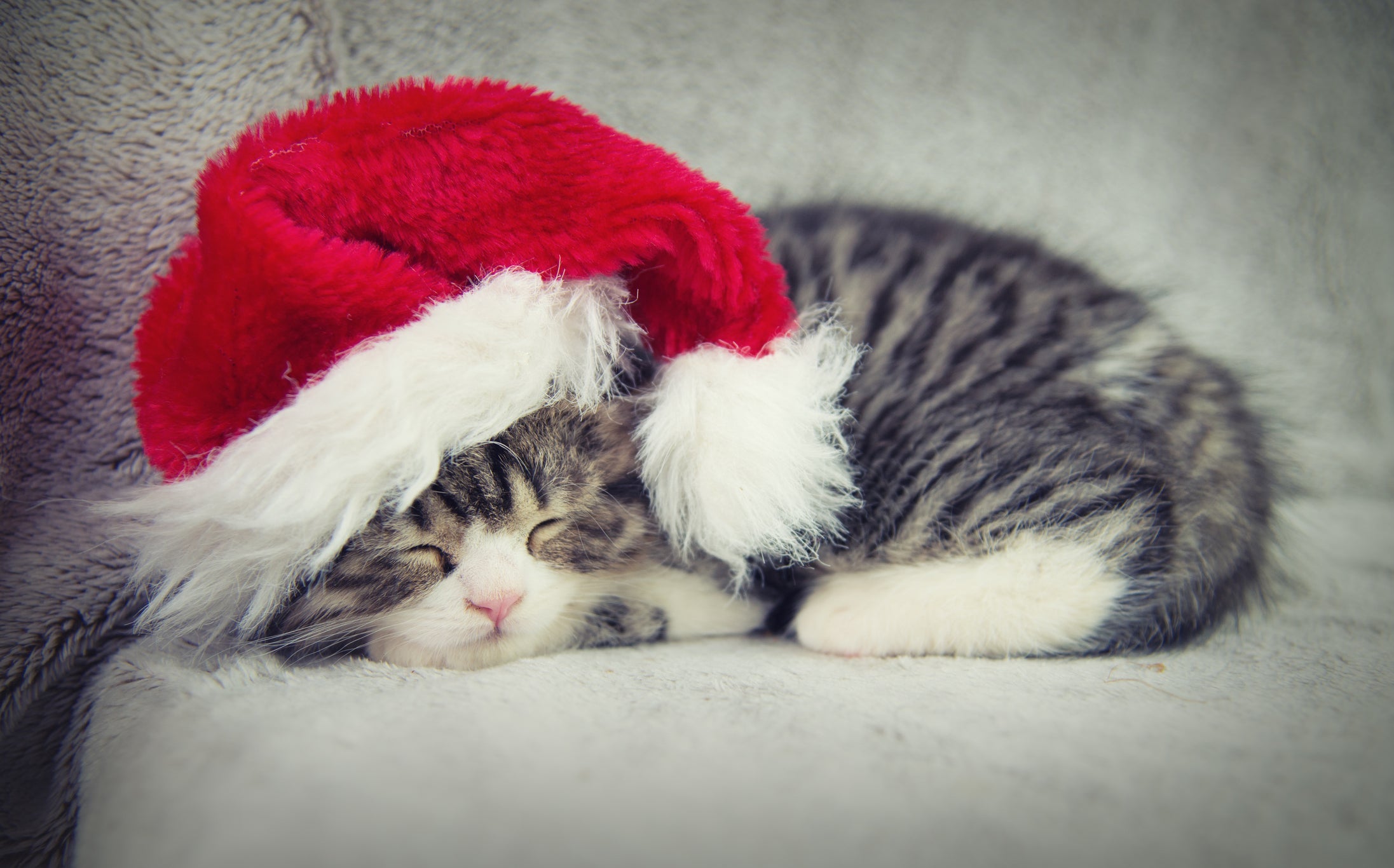 Para vestir seu gato, Natal é uma boa época para investir em um suéter com as cores da festa
