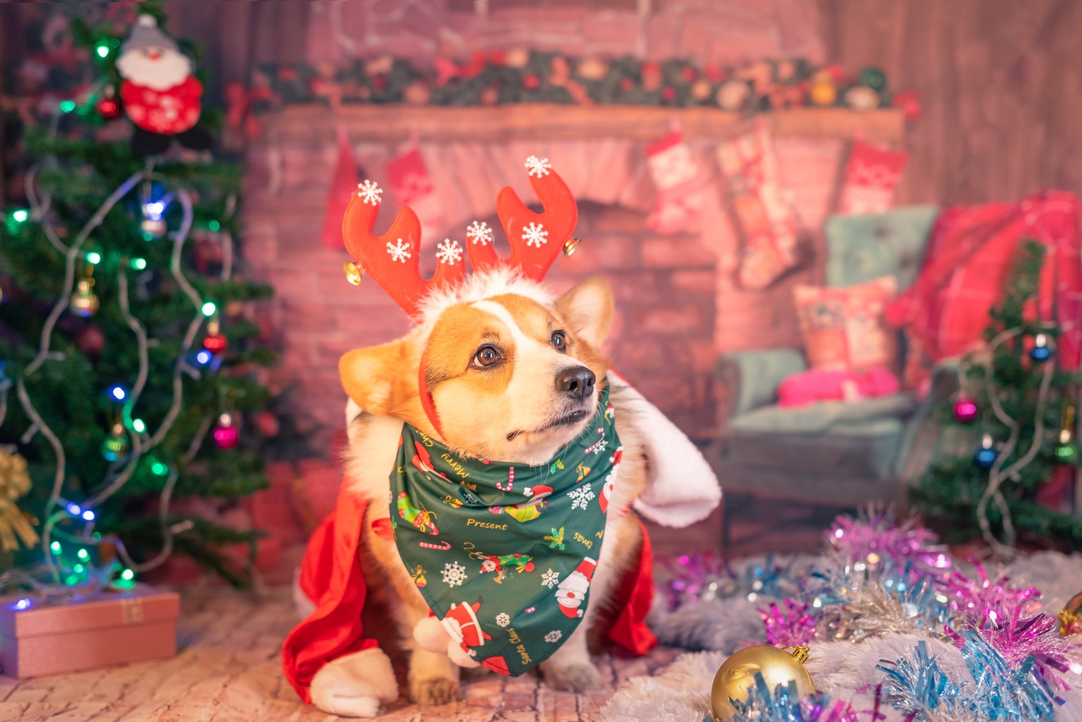 Roupa de cachorro: natal é uma ótima oportunidade para usar fantasias