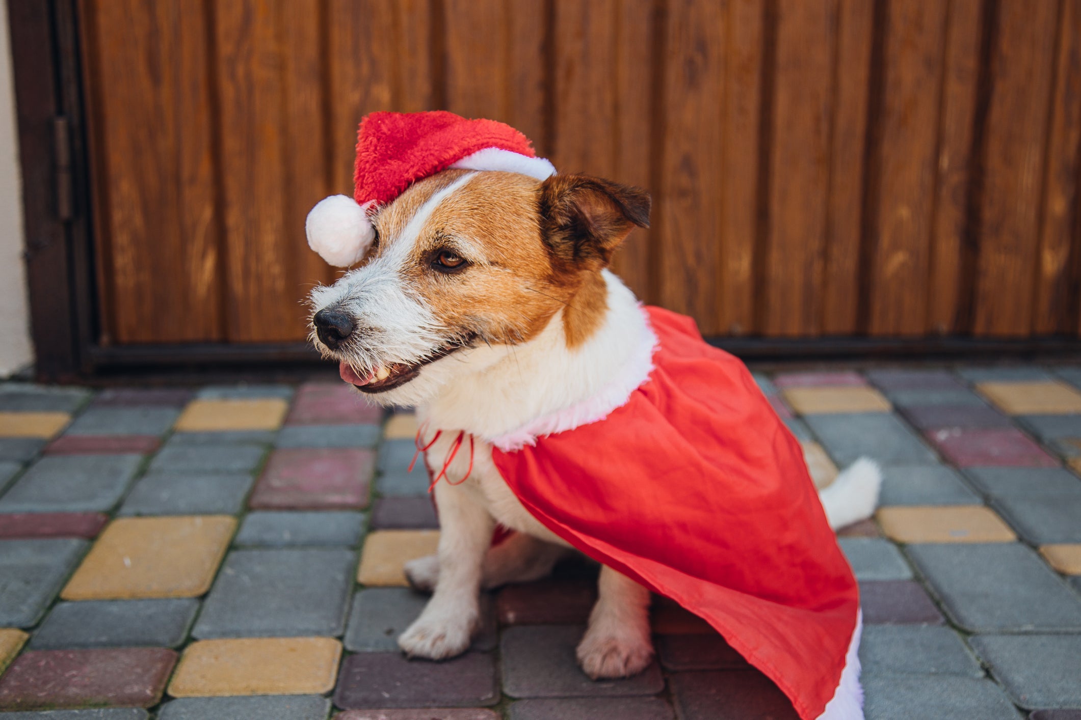 Roupa de natal para cachorro: vestimenta clássica de Papai Noel é uma ótima opção