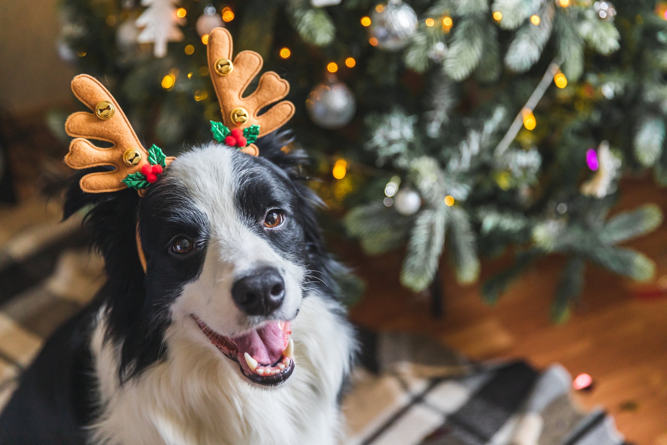 Com brincadeiras de cachorro, apartamento vira um bom lugar para criar o Border Collie