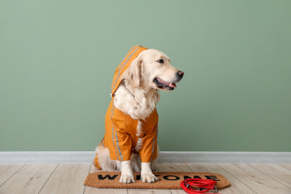 Que tal dar uma roupa para cachorro de natal?