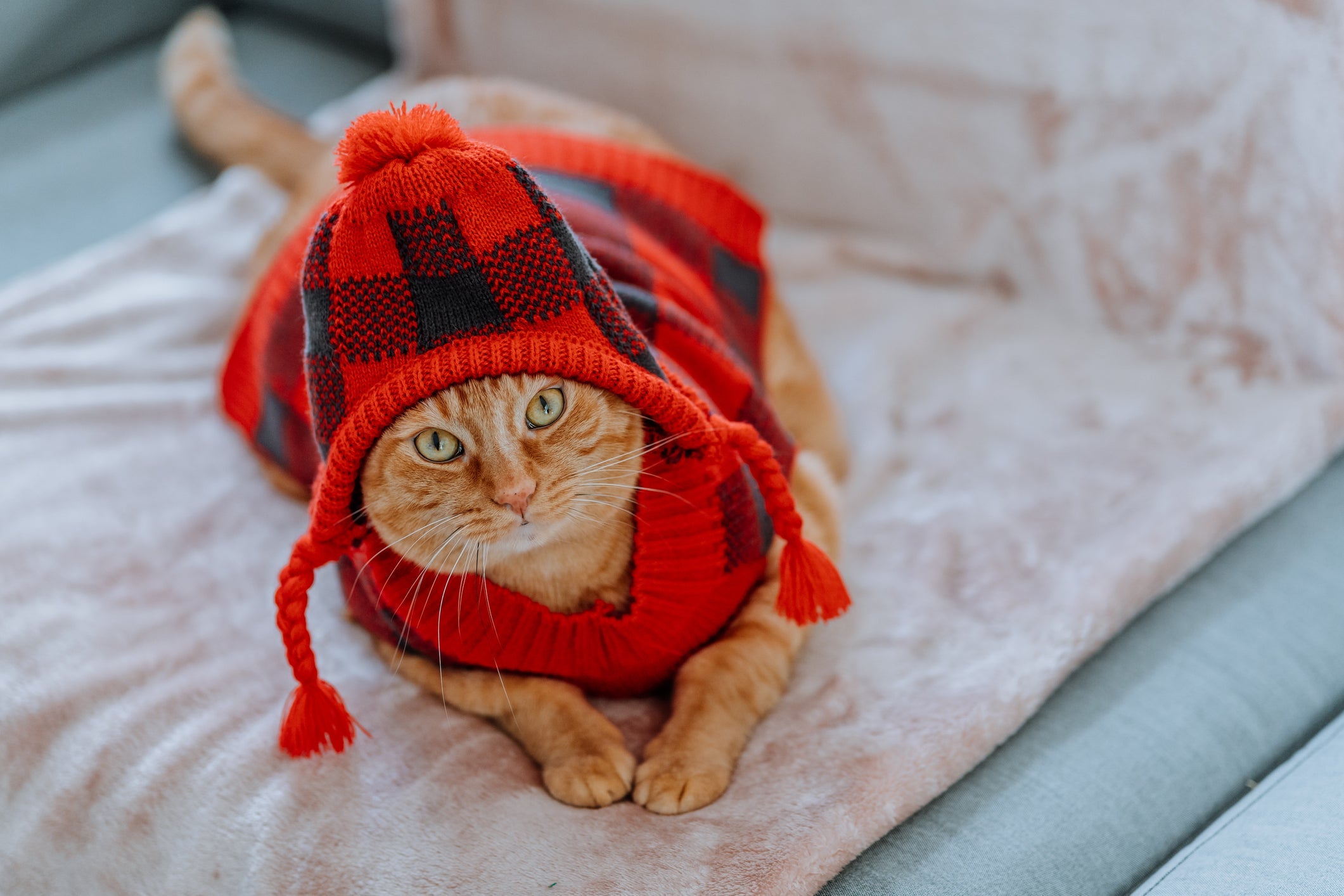A roupinha para gato de lã é super indicada para lugares mais frios