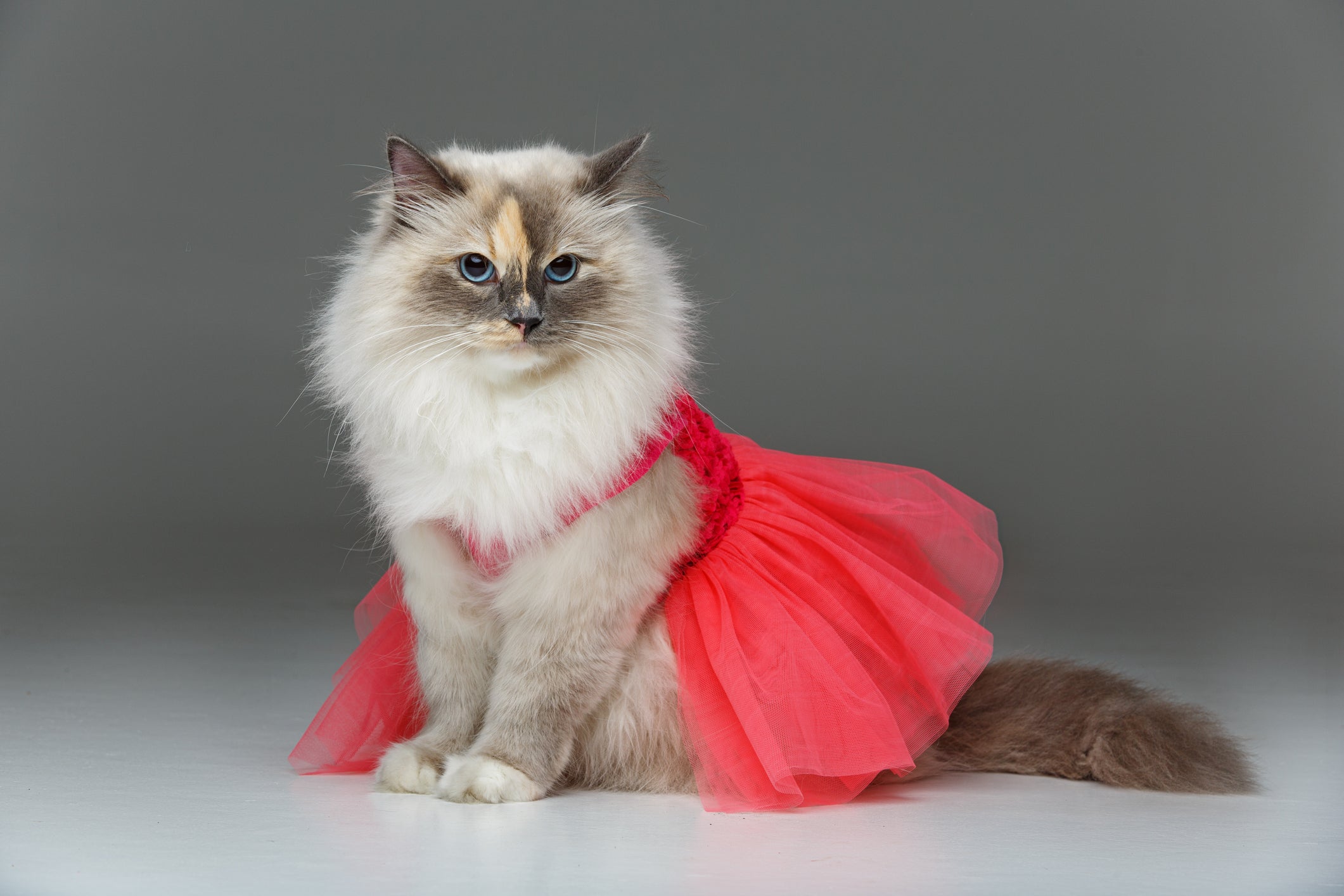 Roupinha: gato fêmea de vestido é fofo, mas é preciso se atentar com o material da peça para não incomodar o pet