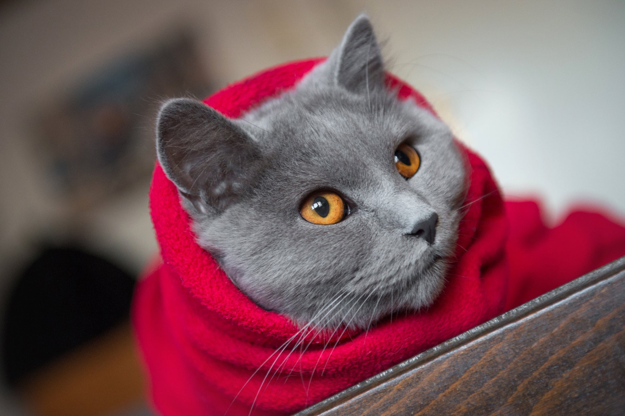 Roupa de gato: item pode ser necessário para proteger felino do frio