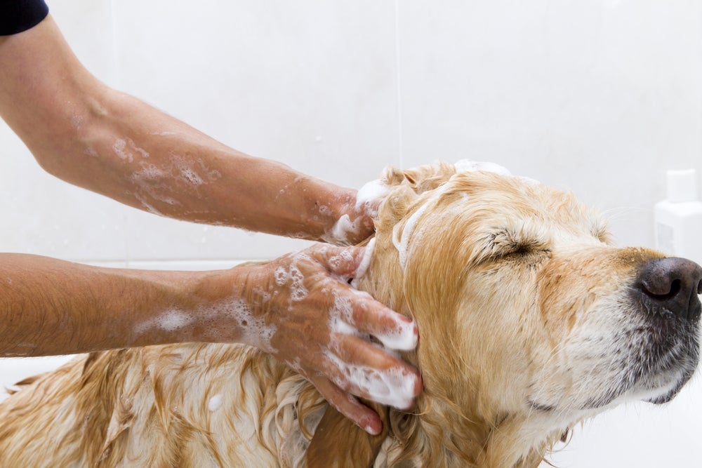 O sabonete para cachorro é importante na rotina de banho do seu amigo
