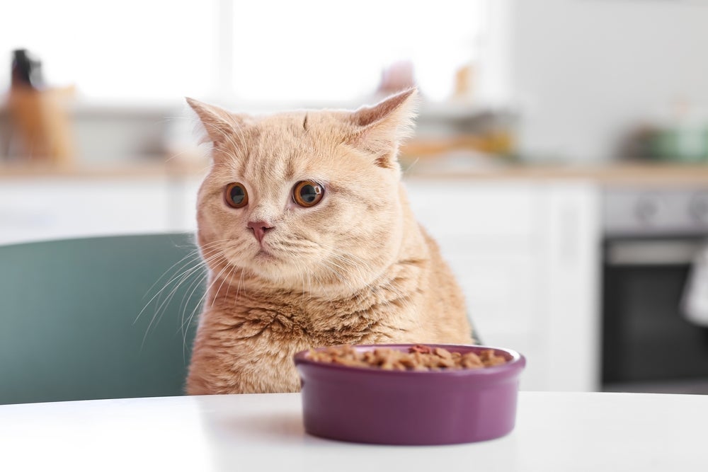 Depois de aberto, o sachê de gato perde propriedades e o bichano perde o interesse