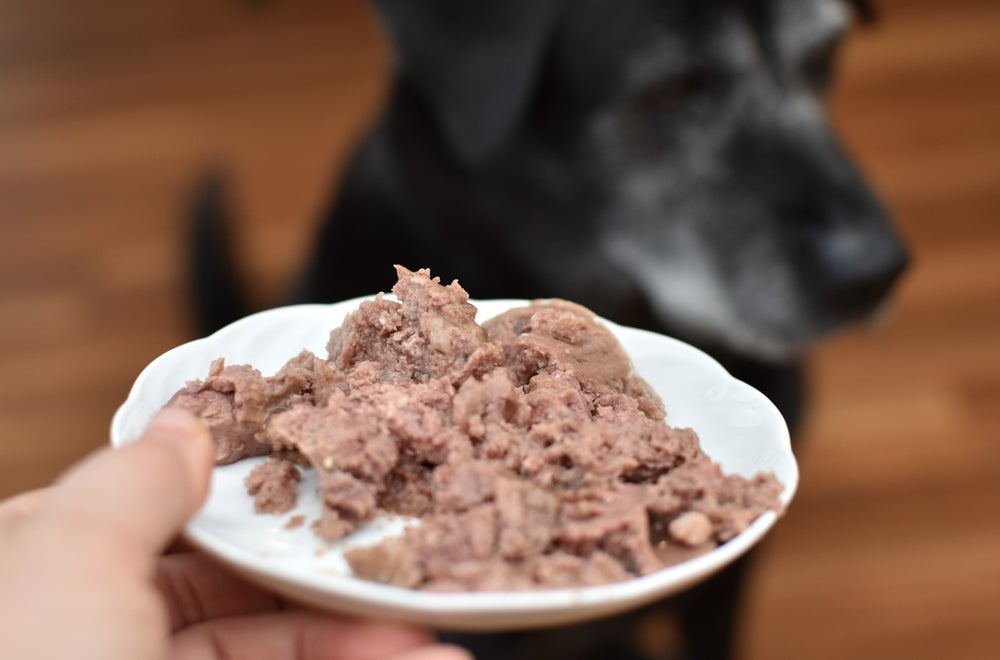 Sachê para cachorros idosos é um grande aliado