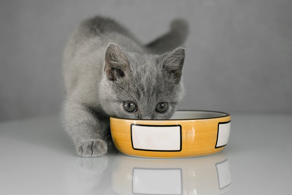 É necessário ter cuidado ao escolher o melhor sachê para gatos filhotes