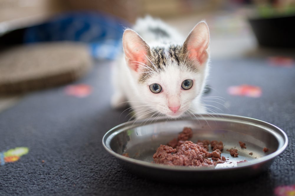 O sachê para gatos é indicado em todas as fases de vida dos felinos, de filhotes a gatos castrados