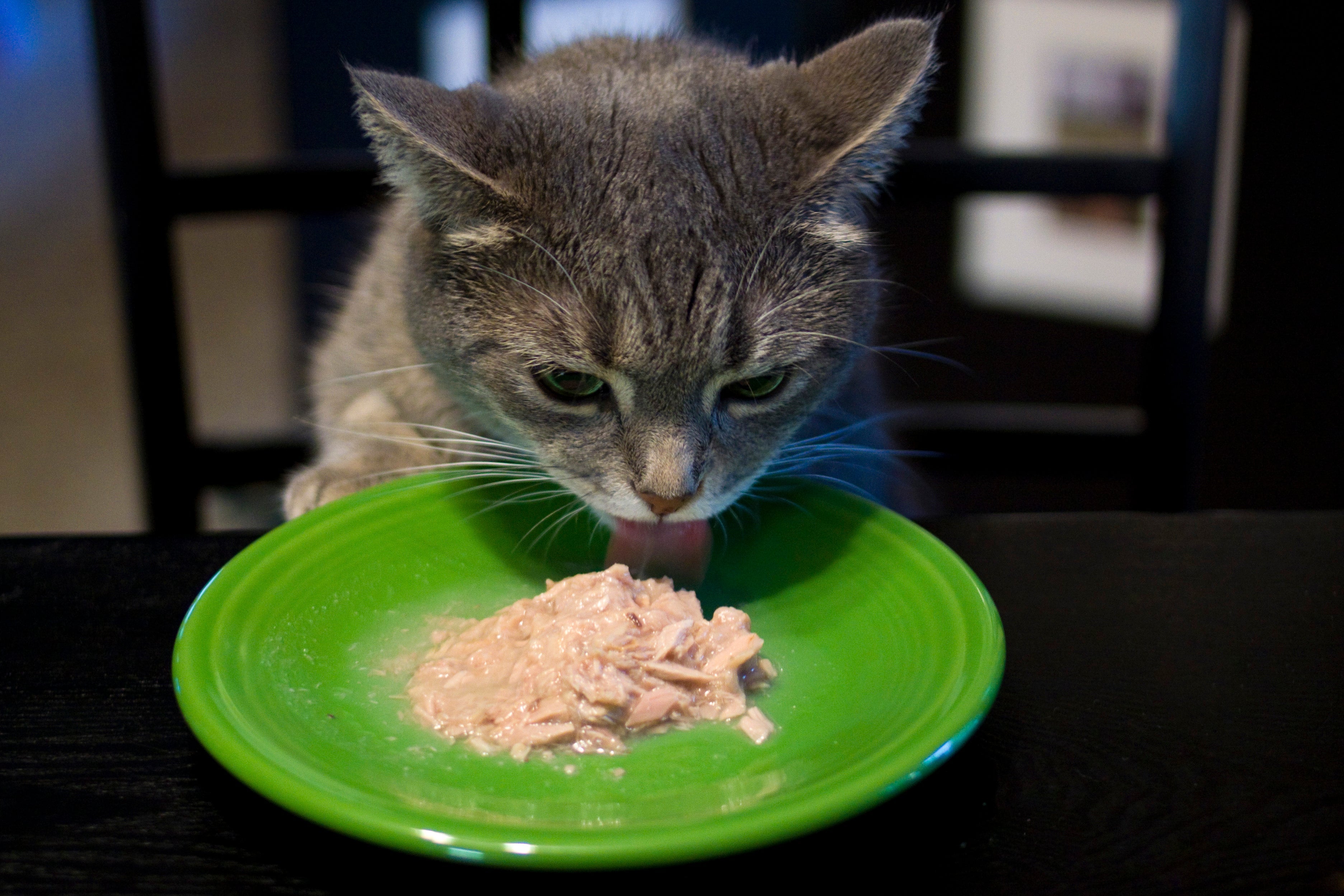 O sachê para gatos é cheio de benefícios para os bichanos