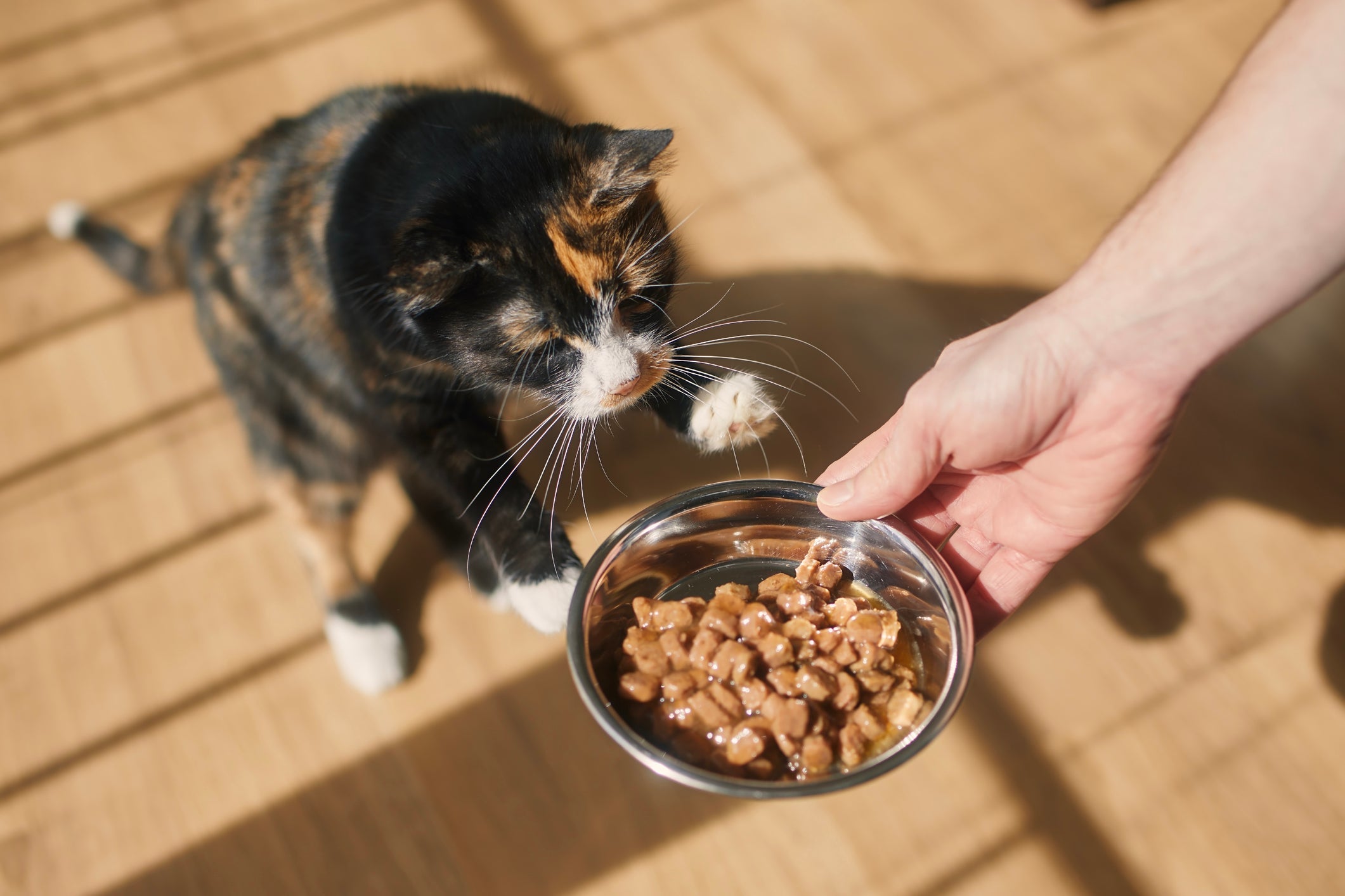 O sachê para gatos só engorda se for dado em excesso