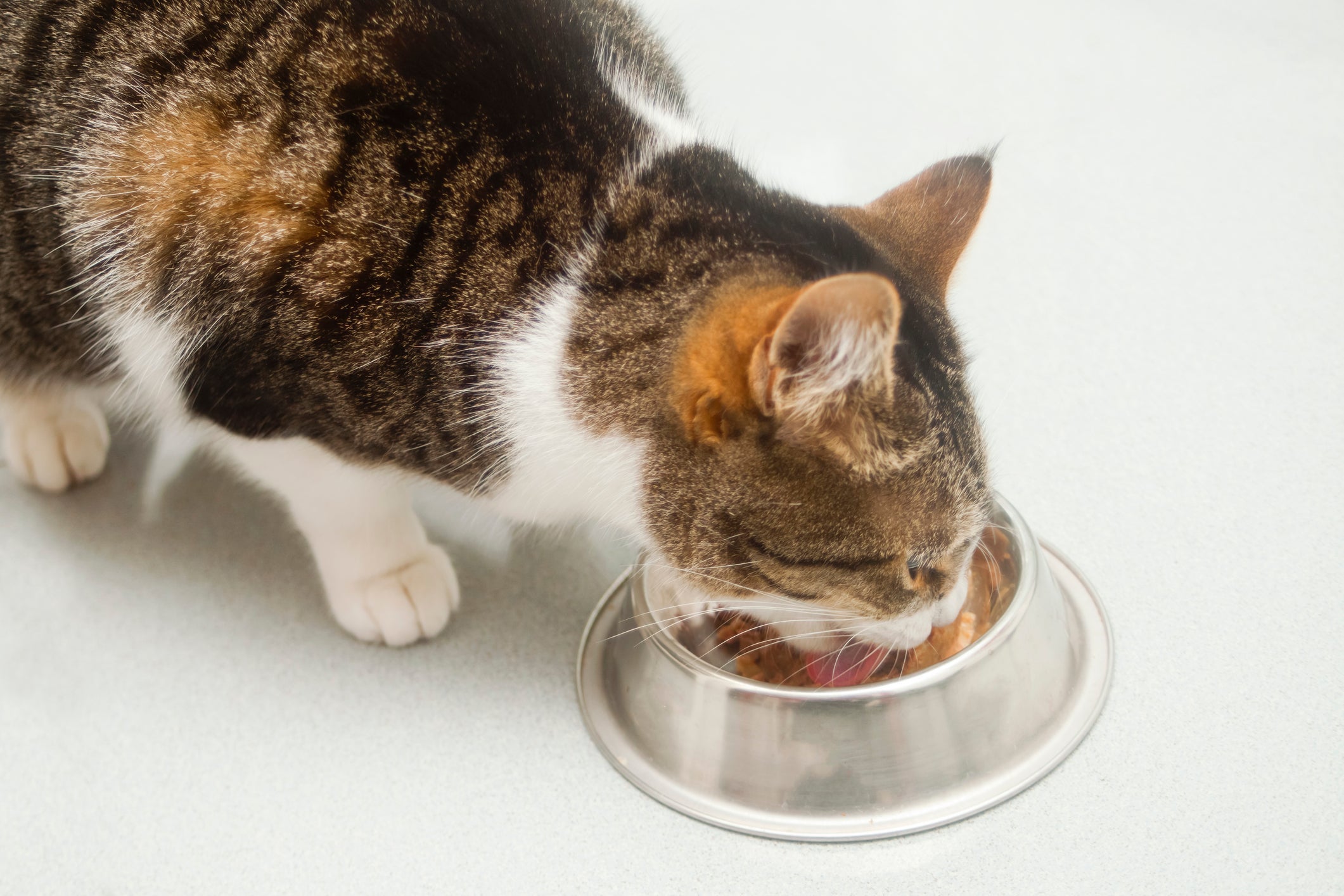A escolha da melhor ração para gatos com infecção urinária pode ajudar no combate de doenças