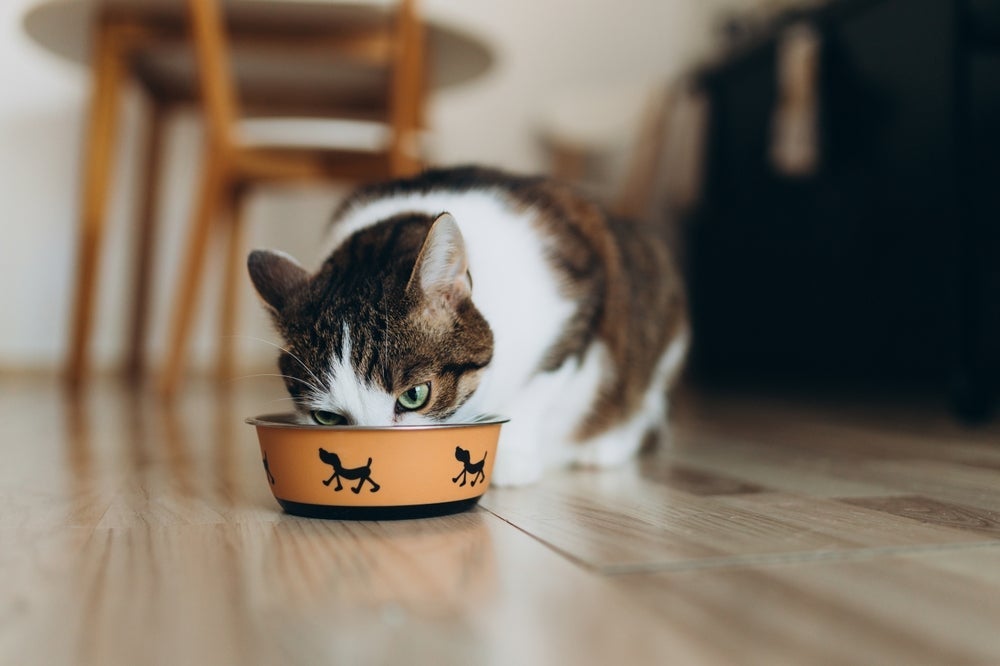 O sachê para gatos é um alimento rico em água