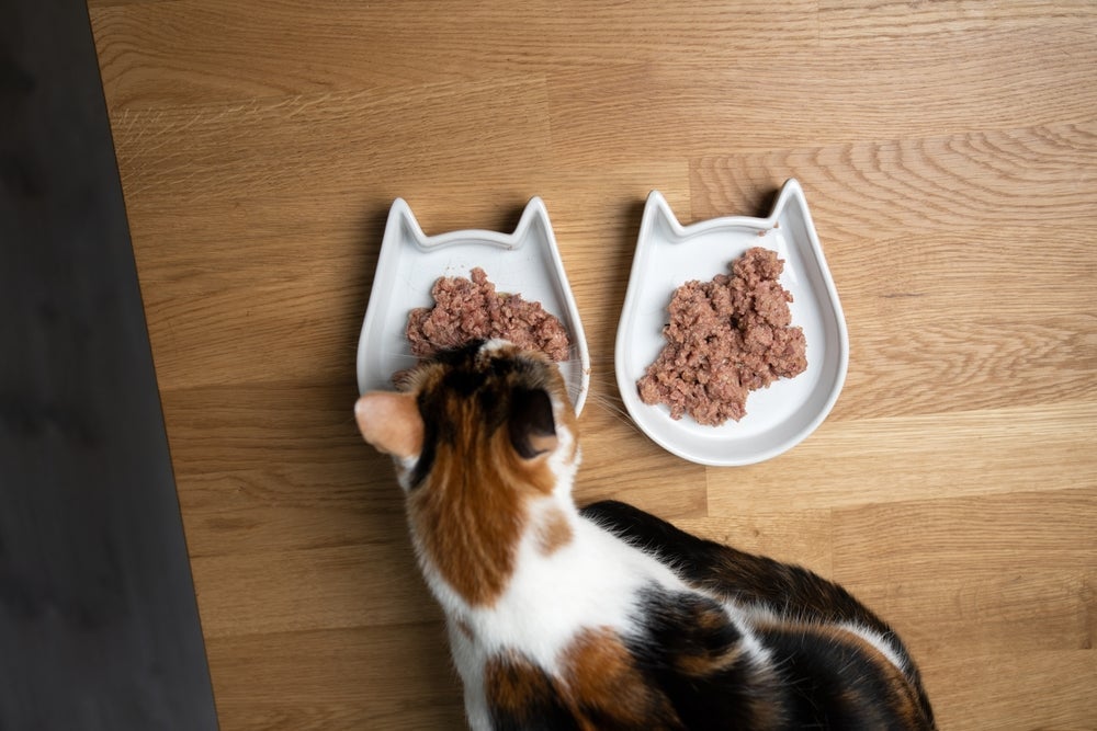 O sachê de gato se aproxima bastante da alimentação natural felina