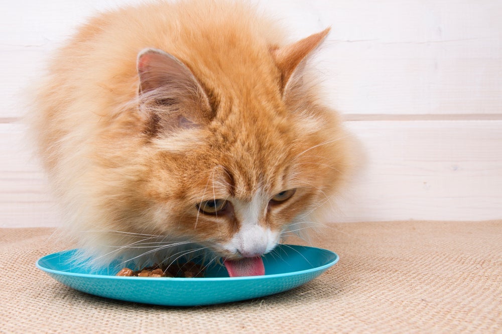 Sachê para gatos filhotes e adultos é aliado da hidratação