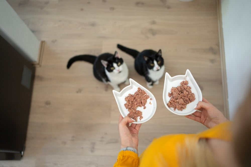 Excesso de fósforo é prejudicial para a saúde de gatos renais