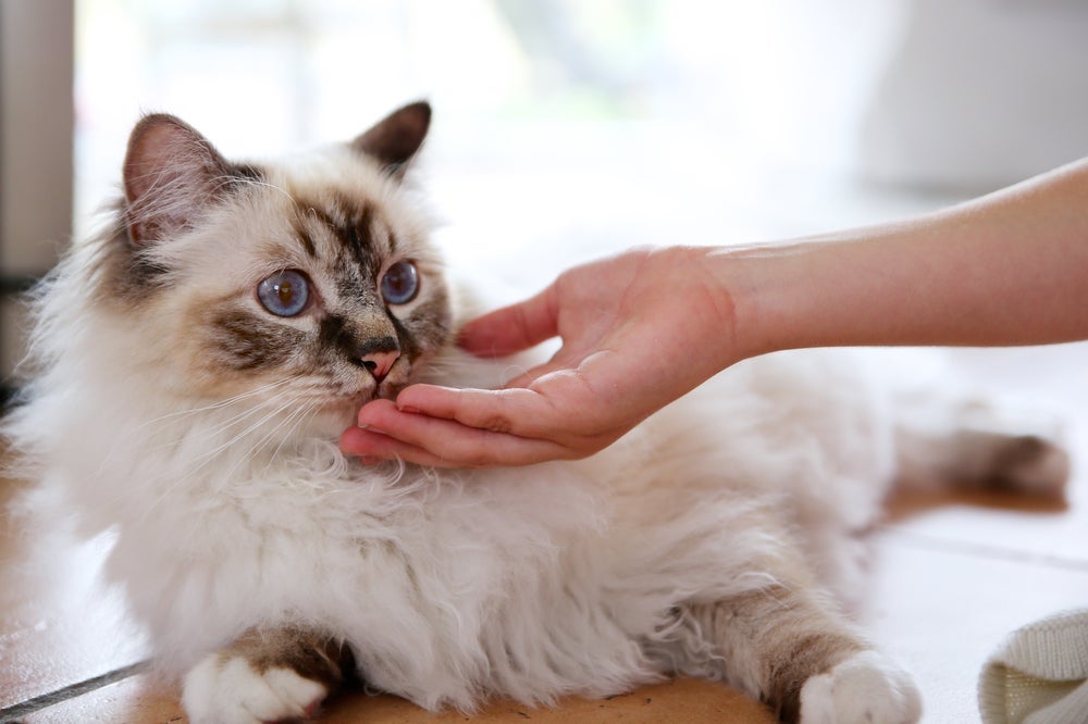 O Sagrado da Birmânia é um gatinho elegante e sensível