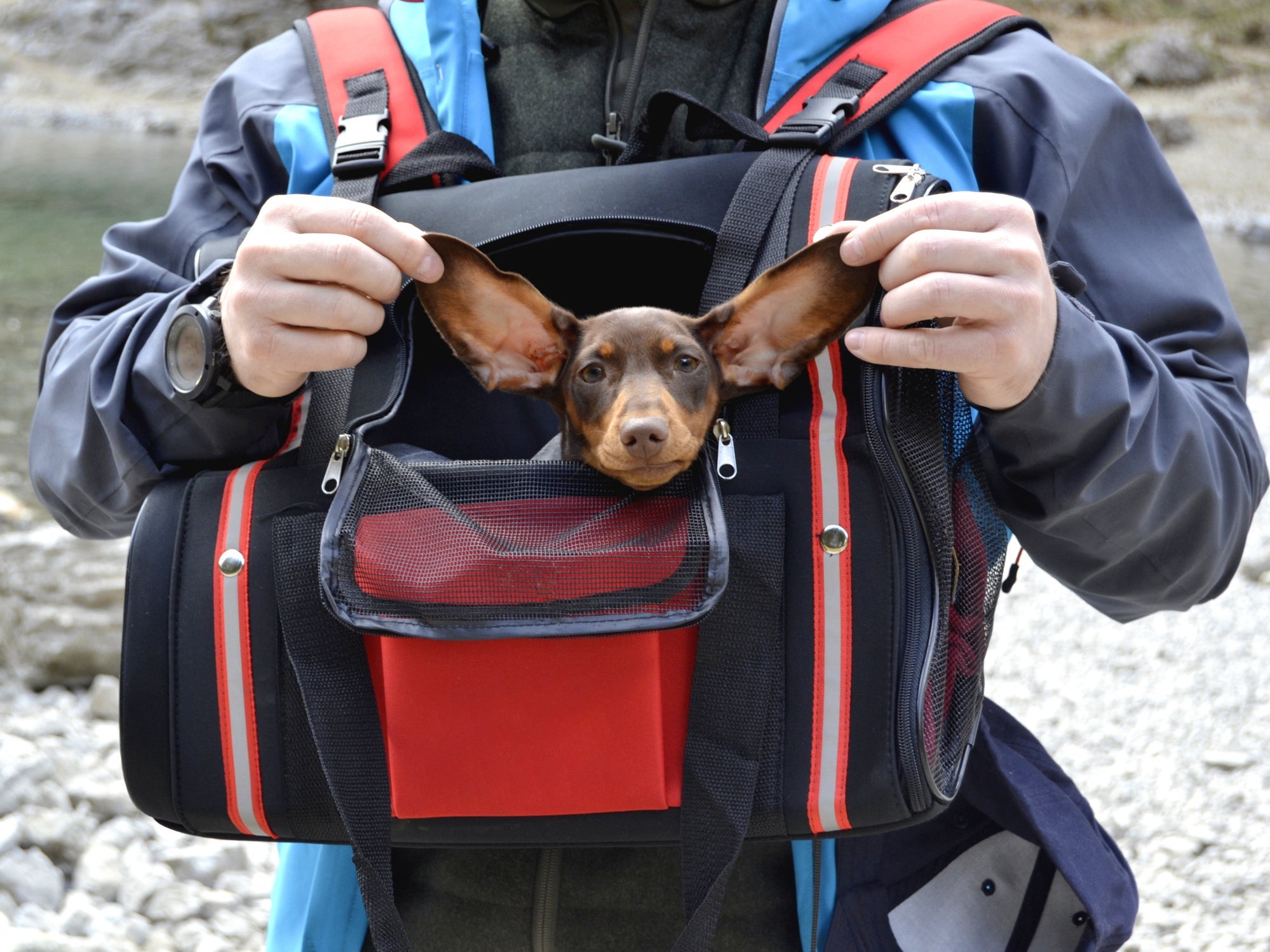 Um cachorro de mochila é a coisa mais fofa do mundo!