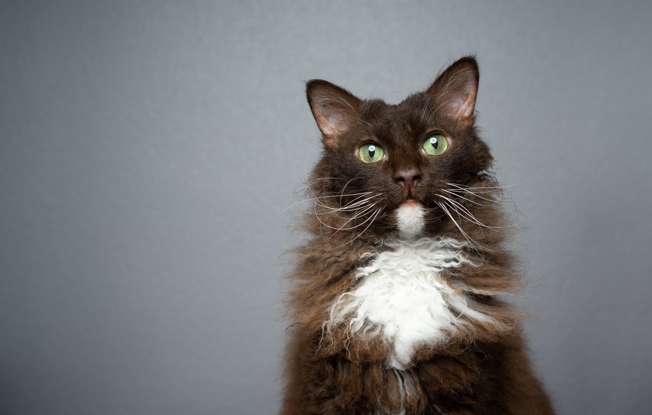 Os gatos da raça LaPerm possuem a pelagem encaracolada e podem ser de qualquer cor