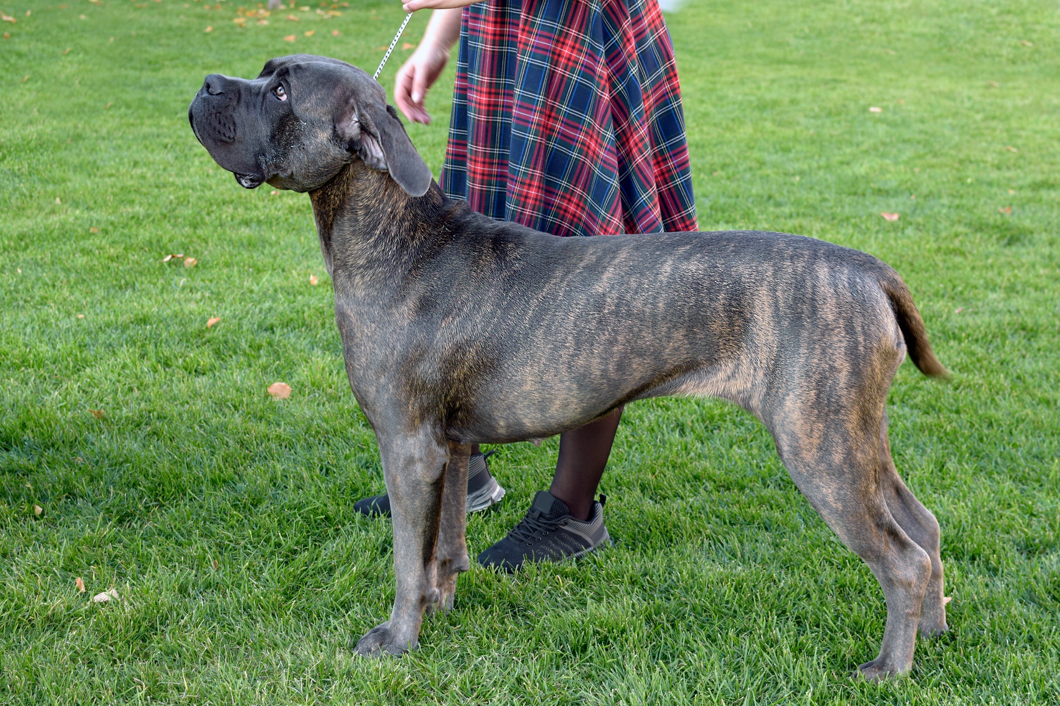 Dog Canário preto não existe, mas outras cores - como o tigrado - são possíveis