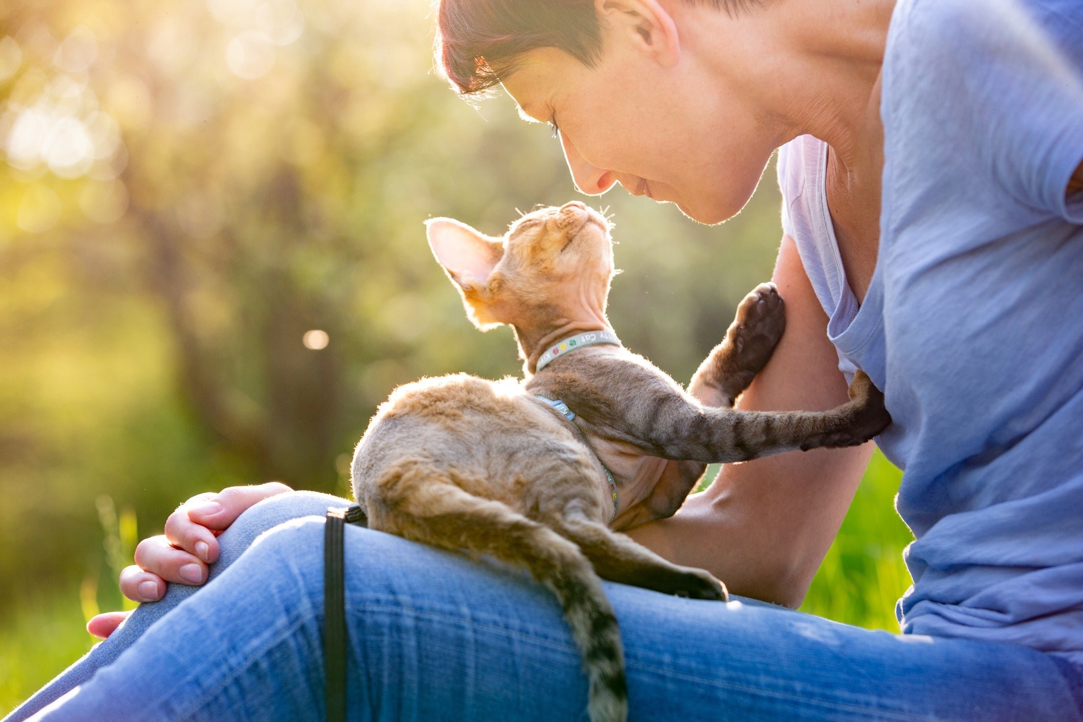 O gato Devon Rex adora ser mimado e não dispensa um bom colinho do seu humano