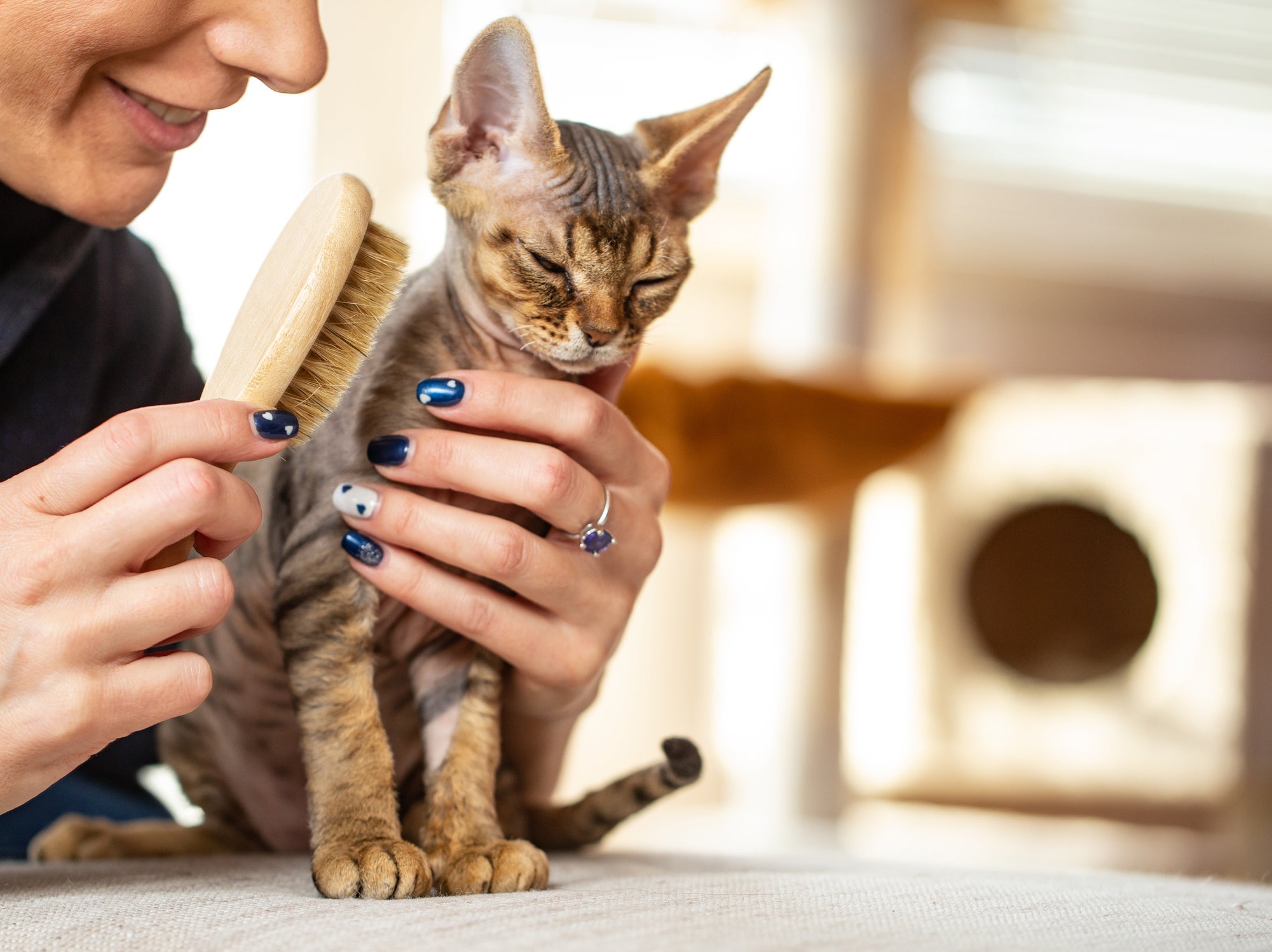 O Devon Rex é uma das raças de gatos pequenos que possui orelhas e olhos grandes