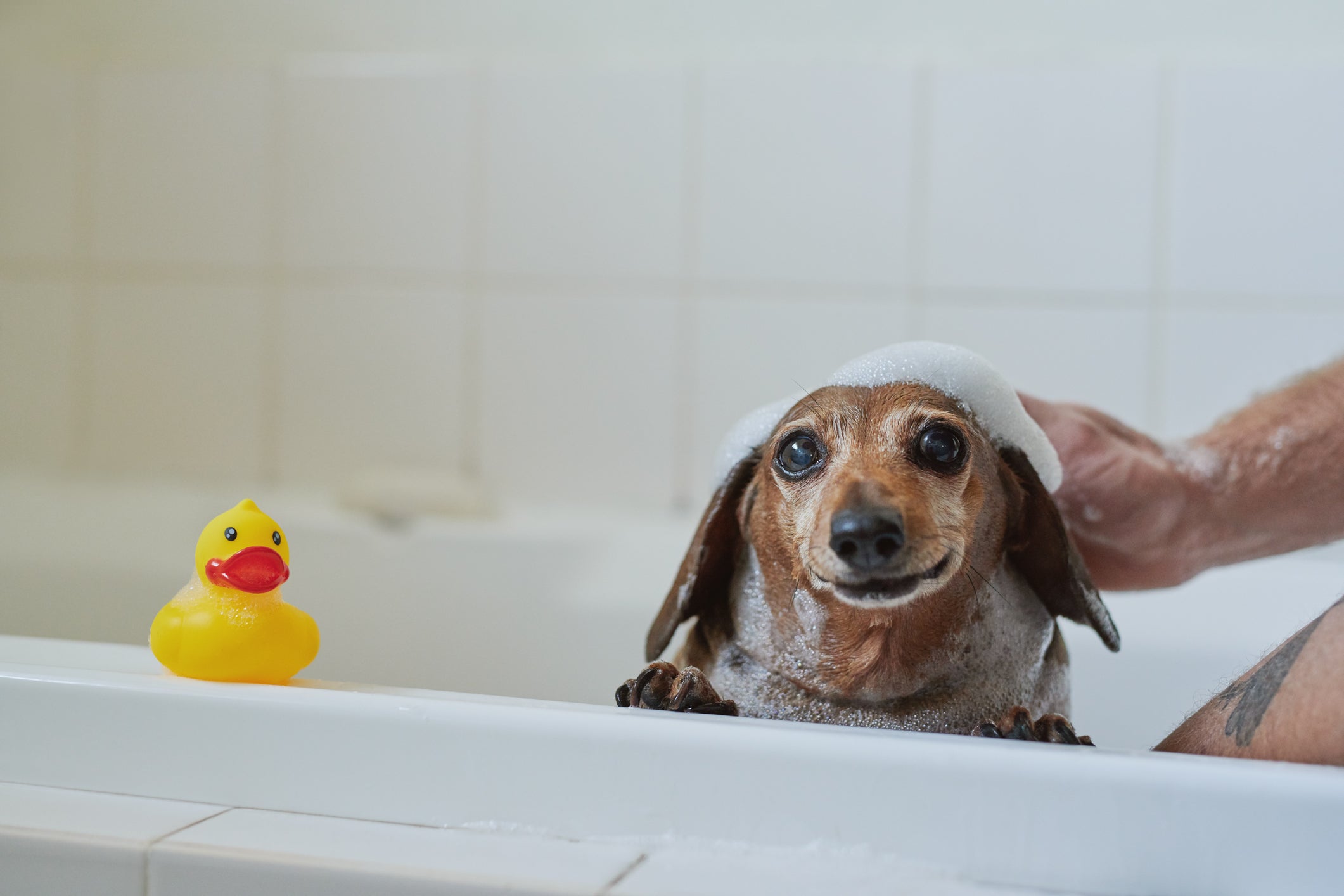 O melhor shampoo para cachorro com dermatite deve ter componentes específicos para aliviar a coceira e descamação