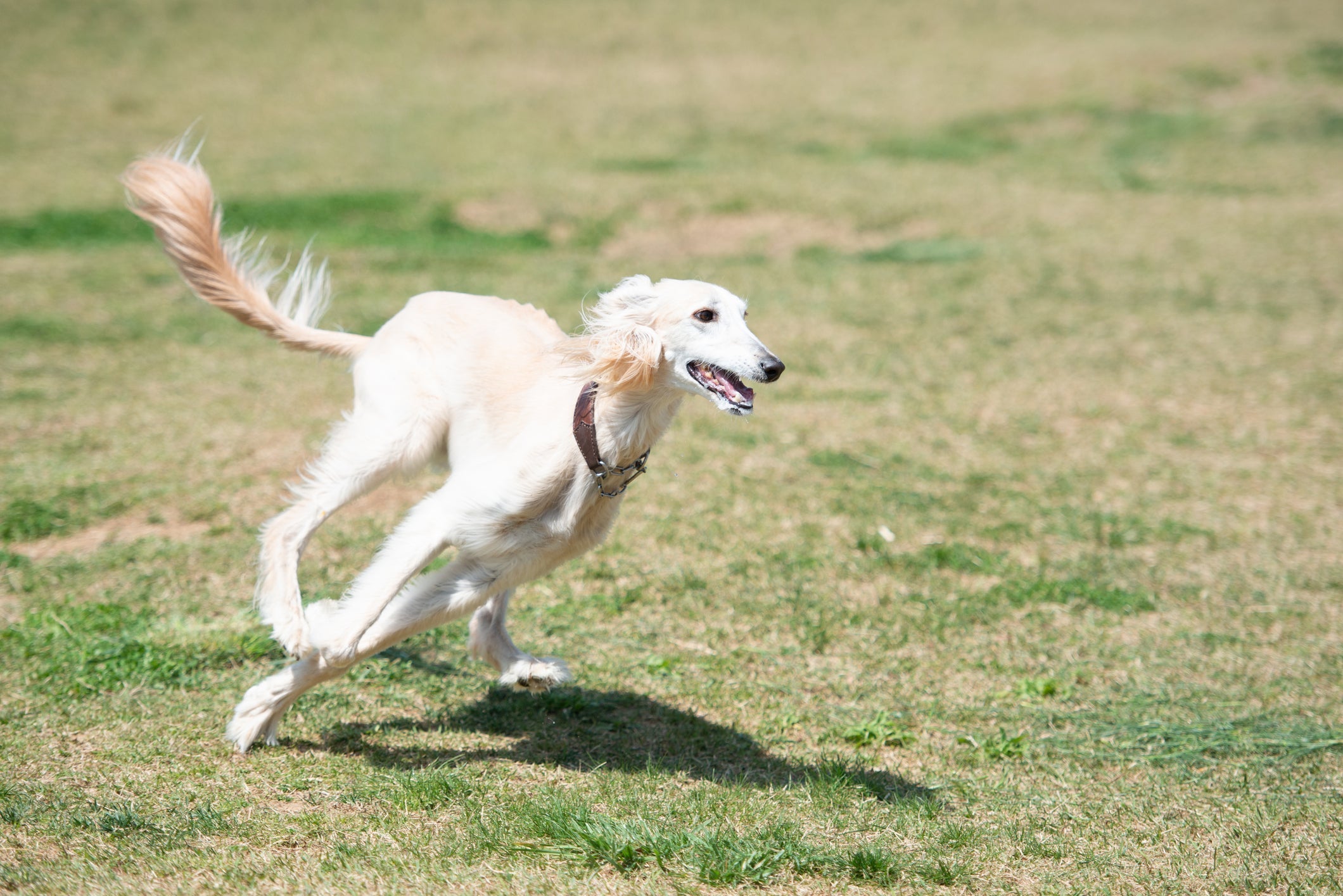O Saluki é um cachorro que demanda grande quantidade de exercí­cio fí­sico