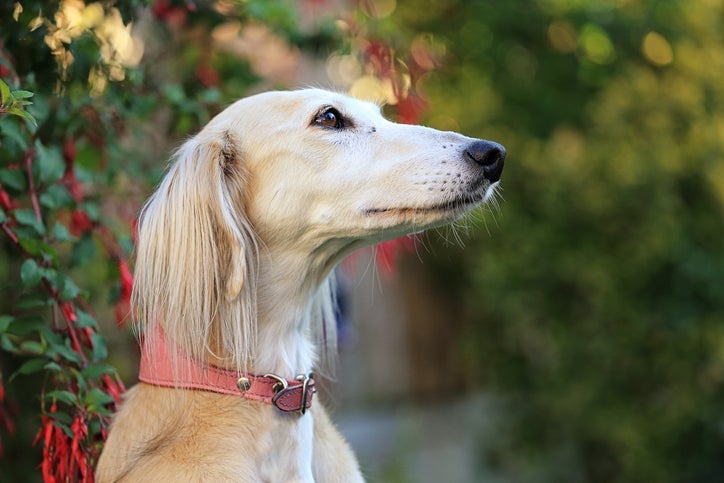 Saluki tem os pelos longos e corpo esbelto