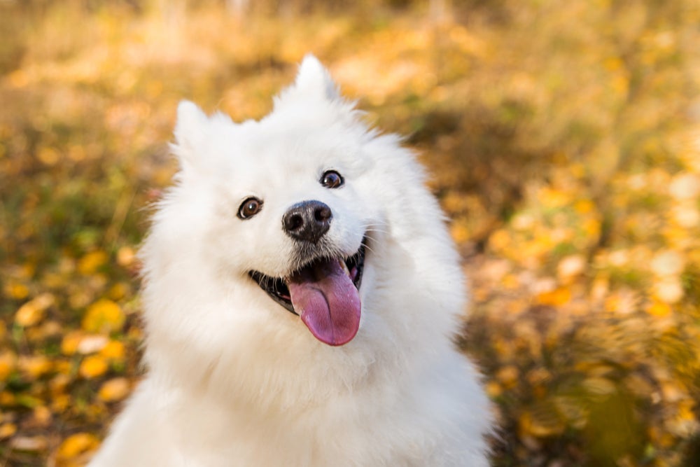 Impossível não se apaixonar pelo Samoieda, cachorro de raça branco muito alegre e sociável