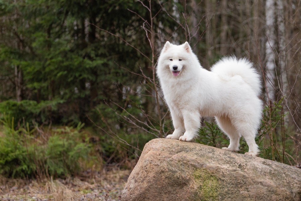 Um cachorro que parece um lobo que não passa despercebido é o Samoieda