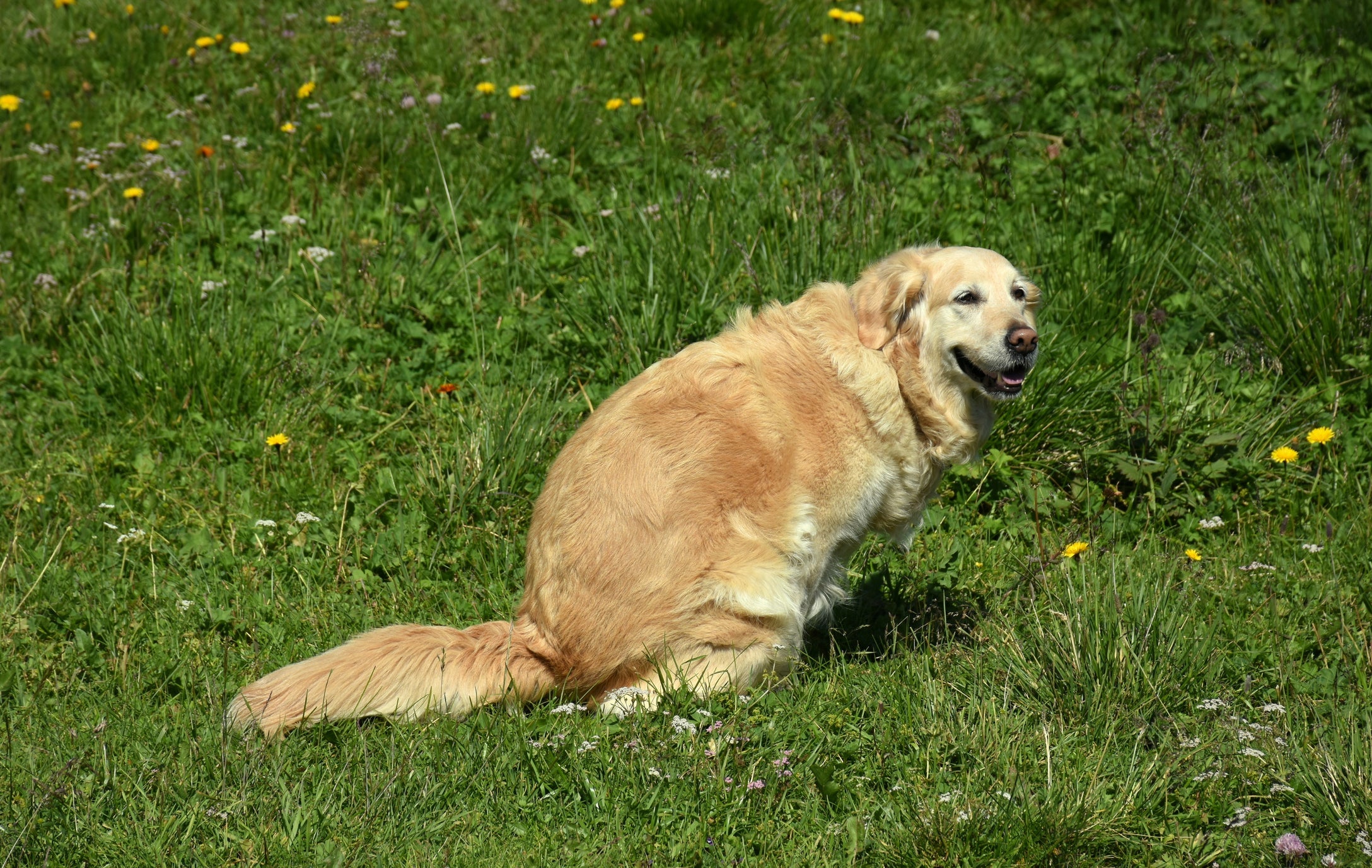 Observe se há vestígios de sangue nas fezes do cachorro