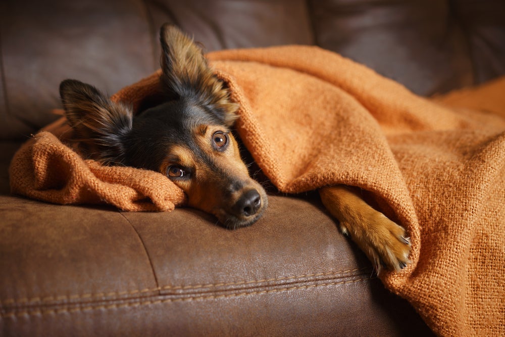 A causa do sangue nas fezes do cachorro pode ser verme, bactéria, vírus ou até mesmo uma intoxicação alimentar