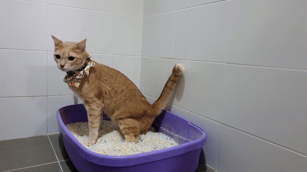 Sangue nas fezes do gato pode ser verme ou outros problemas de saúde