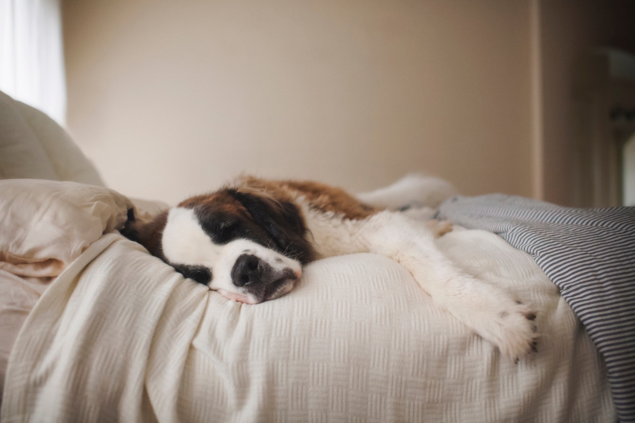 O São Bernardo é um cachorro preguiçoso que adora dormir