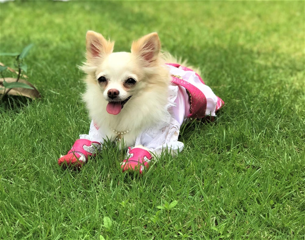 Cachorro de sapato: o acessório precisa ser confortável para o pet