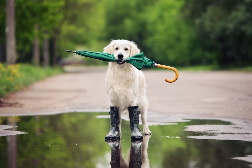 Sapato de cachorro, como a botinha, garante estabilidade e firmeza para o animal andar.