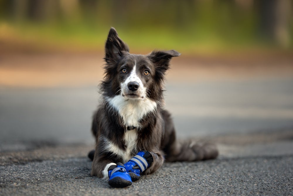Sapato de cachorro impermeável é ideal para andar na neve ou chuva.