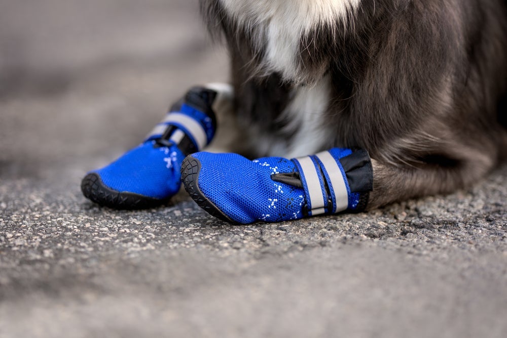 Em casos específicos, o sapato para cachorro pode ser benéfico