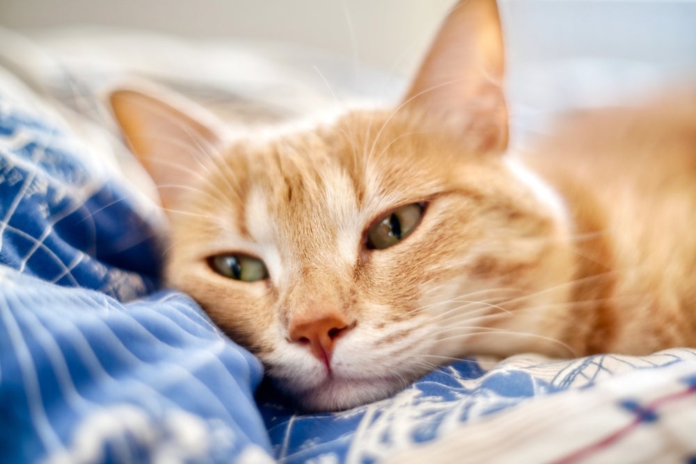 O sarcoma é um tumor de pele em gatos que tem relação com predisposição genética