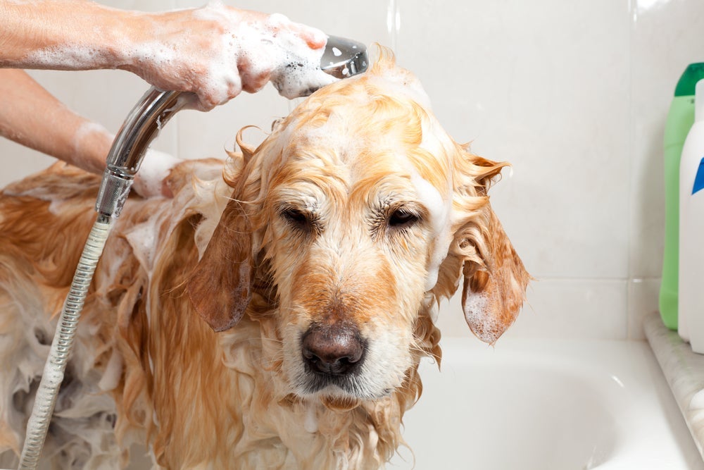 Sarna de cachorro: em alguns casos, shampoos específicos podem ser indicados como parte do tratamento