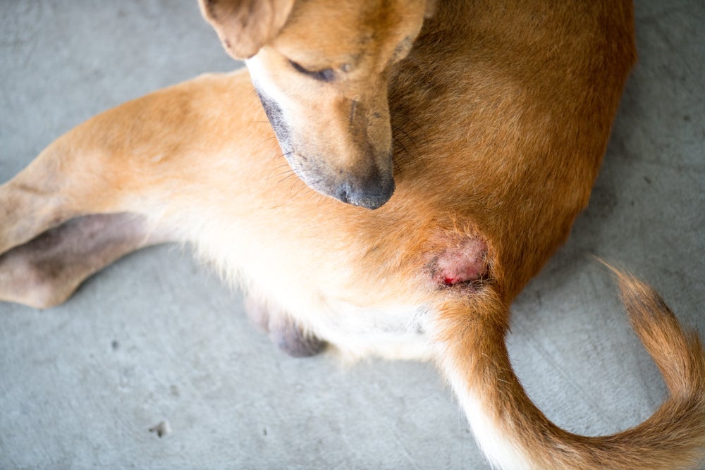 Coceira intensa, vermelhidão e queda de pelos são sintomas comuns da sarna em cachorro