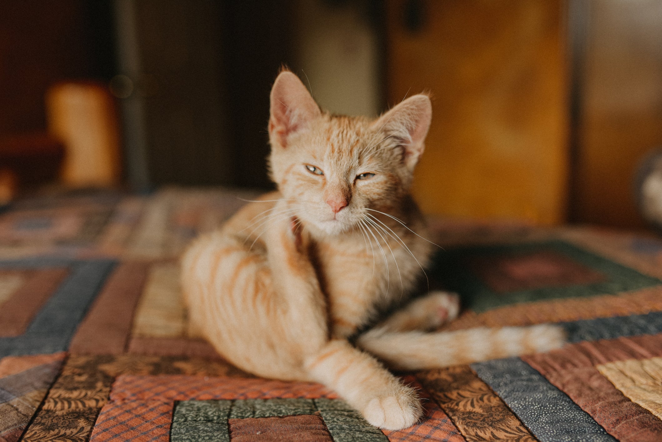Nos gatos, é bem comum que os sintomas se concentrem na cabeça