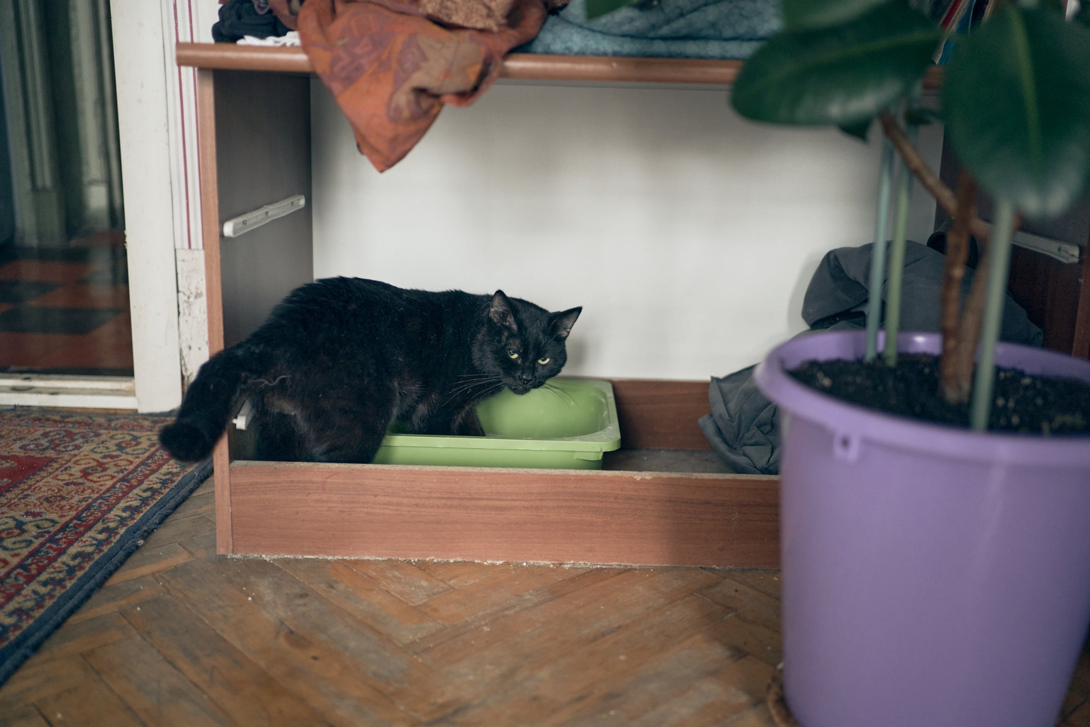 O uso da caixa de areia para gatos é um comportamento sutil que merece atenção 