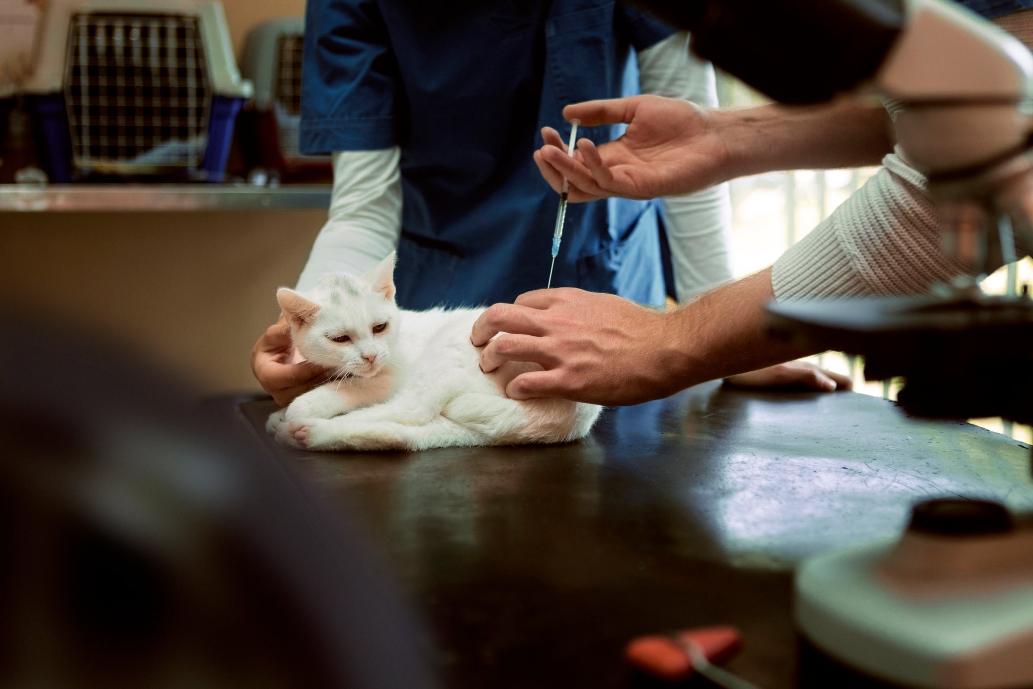A vacina de gato protege contra uma grande variedade de doenças; uma boa saúde exige que o felino tome as vacinas na idade certa