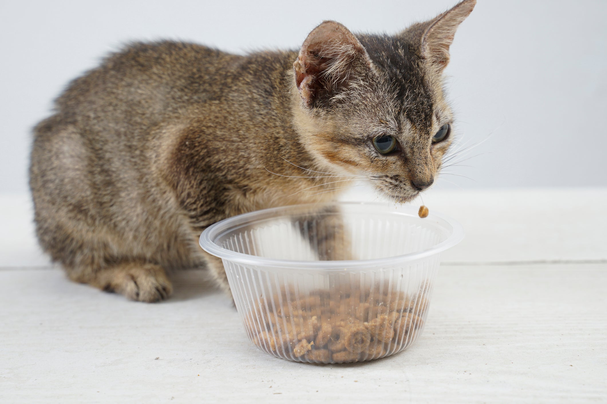 O potinho da ração de gato filhote deve ficar em um local acessível e com uma altura adequada