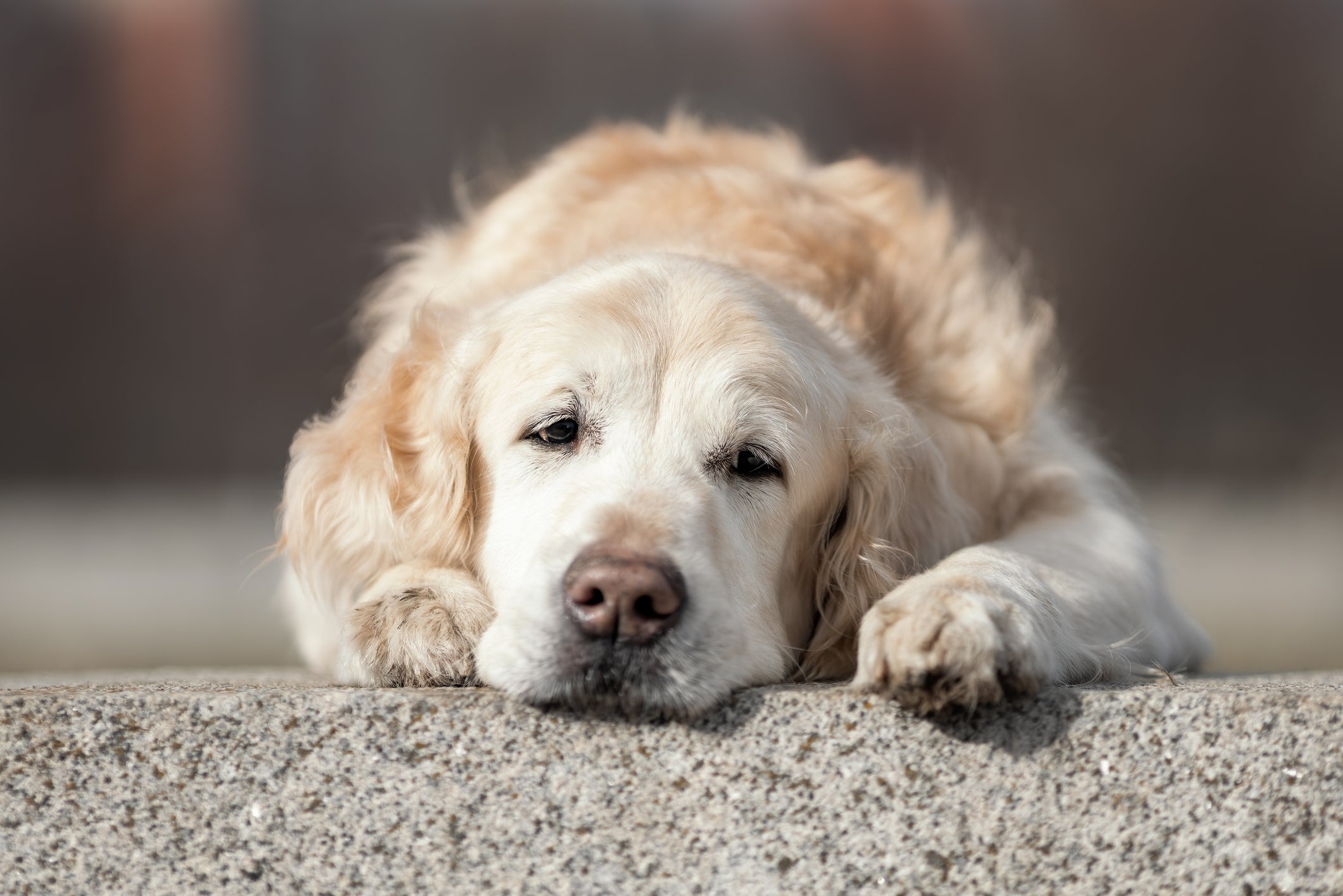 A dirofilariose canina é considerada uma doença de cachorro litorânea