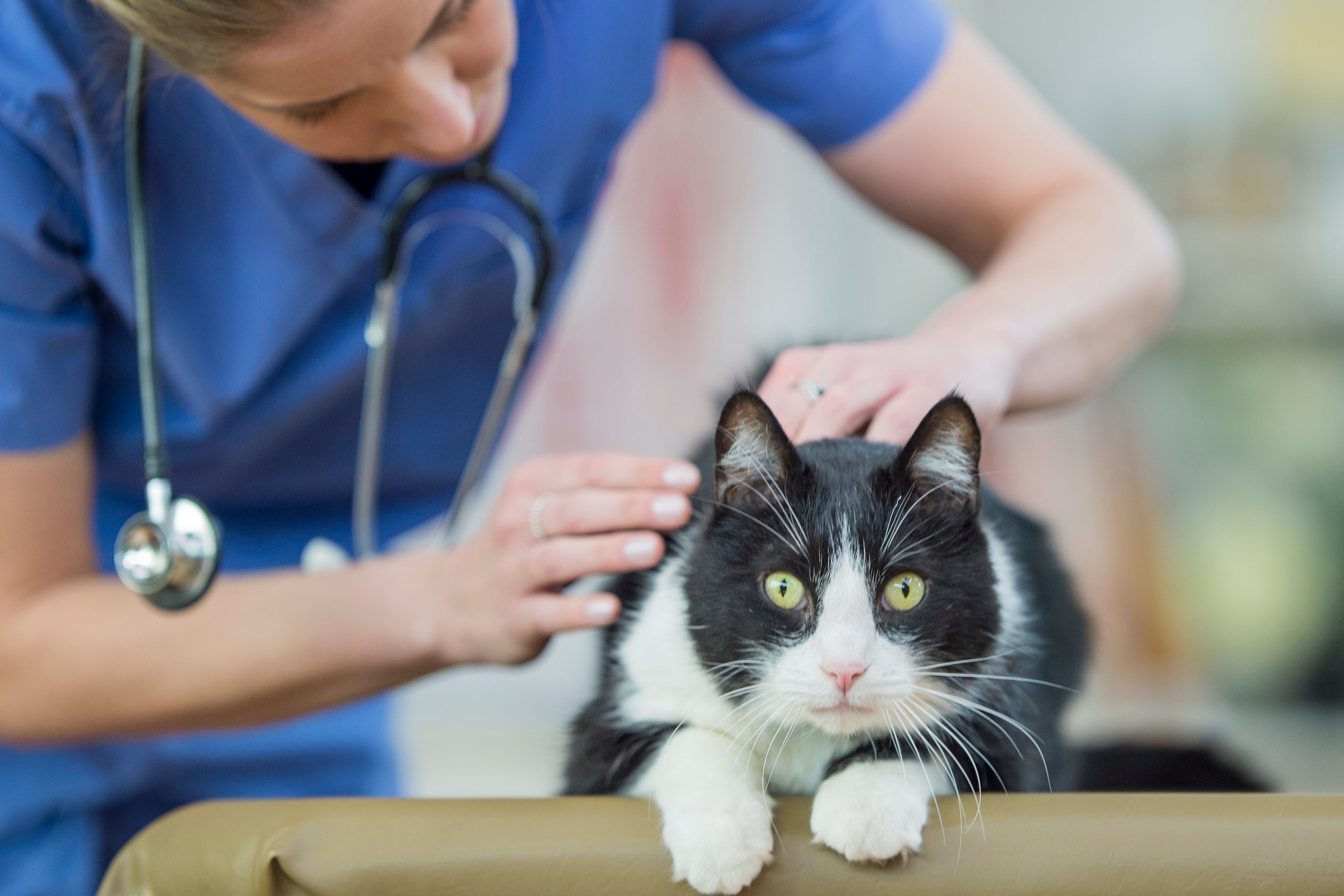 A lesão na cauda de gatos deve ser analisada por um médico veterinário