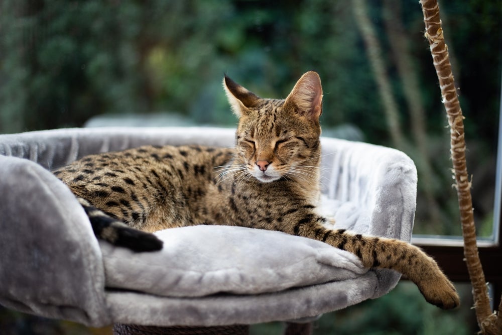 As pintinhas no pelo do gato Savannah são irregulares